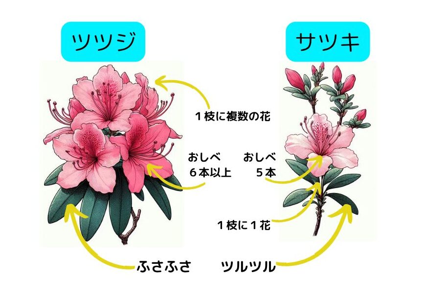 ツツジサツキポイント